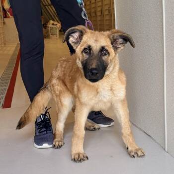 Shepherd Dogs Available for Adoption in Chicago, Illinois - Buddy De Elf | PetCurious