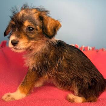 Chihuahua and Brussels Griffon Dogs Available for Adoption in San Antonio, Texas - Cole | PetCurious