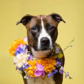 Dessa -  American Bulldog and Mixed Breed Dog for Adoption in Atlanta, Georgia - Dessa | PetCurious