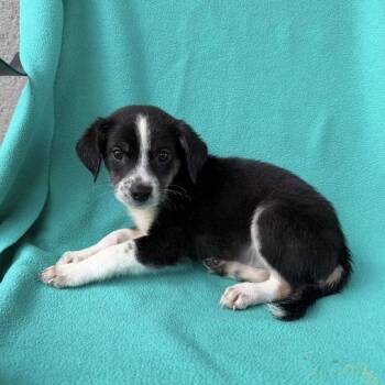 Flinstone -  Terrier and Mixed Breed Dog for Adoption in Carencro, Louisiana - Flinstone | PetCurious