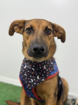German Shepherd Dog and Rhodesian Ridgeback Dogs Available for Adoption - Tango | PetCurious