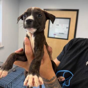 Rigby -  Pit Bull Terrier Dog for Adoption in Watertown, New York - Rigby | PetCurious