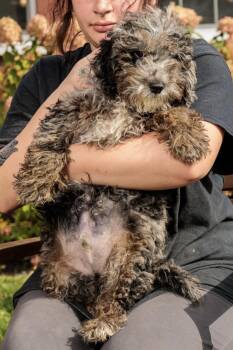 Rescue Bernedoodle Dogs for Adoption in Chester Springs, Pennsylvania - Rococo | PetCurious