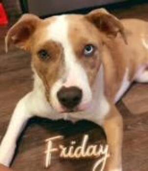 Nessa -  Australian Cattle Dog Blue Heeler Dog for Adoption in Brooklyn Center, Minnesota - Nessa | PetCurious