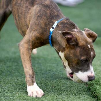 Bill -  Mixed Breed Dog for Adoption in Memphis, Tennessee - Bill | PetCurious