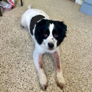 Rescue Mixed Breed Dogs for Adoption in Frankfort, Kentucky - Apollo 5601D | PetCurious