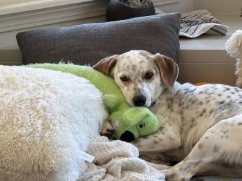 Brinlee (Lee Litter Mama) -  Australian Cattle Dog Blue Heeler Dog for Adoption in New Albany, Ohio - Brinlee (Lee Litter Mama) | PetCurious