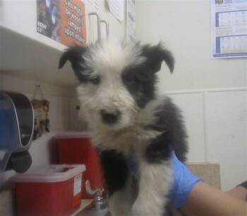 Border Collie and Husky Dogs Available for Adoption in Albuquerque, New Mexico - MILLY | PetCurious