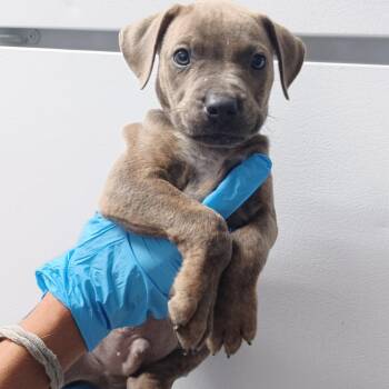 Churro -  Terrier and Mixed Breed Dog for Adoption in Hattiesburg, Mississippi - Churro | PetCurious