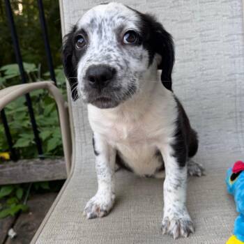 North America -  Border Collie Dog for Adoption in Minneapolis, Minnesota - North America | PetCurious