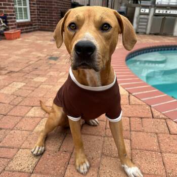 Rescue Mixed Breed Dogs for Adoption in Houston, Texas - Hearne | PetCurious