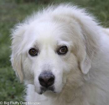 Annie -  Great Pyrenees Dog for Adoption in Nashville, Tennessee - Annie | PetCurious