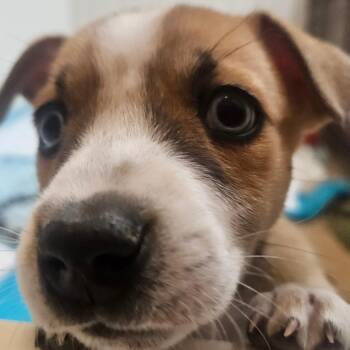 Mixed Breed Dogs Available for Adoption in Flagstaff, Arizona - Shoe | PetCurious