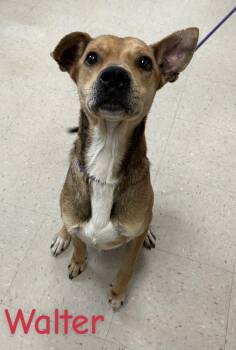 Hound and Mixed Breed Dogs Available for Adoption - Walter | PetCurious