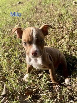 Milo -  Pit Bull Terrier Dog for Adoption in Welling, Oklahoma - Milo | PetCurious