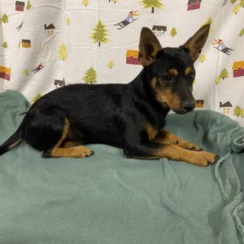 A614344 -  Rat Terrier and Mixed Breed Dog for Adoption in Modesto, California - A614344 | PetCurious