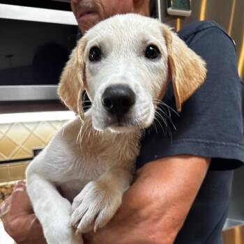 NY Monty Avail Aug 26 (MTK Hotel Mount Kisco) -  Yellow Labrador Retriever and Great Pyrenees Dog for Adoption in Stormville, New York - NY Monty Avail Aug 26 (MTK Hotel Mount Kisco) | PetCurious