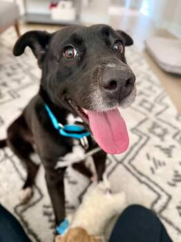 Black Labrador Retriever Dogs Available for Adoption in Grand Rapids, Michigan - Oreo (great With Kids, Calm, House Trained, Cuddly, Friendly) | PetCurious