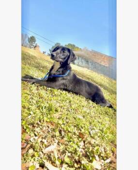 Labrador Retriever Dogs Available for Adoption in Brookhaven, Mississippi - Butterball 26 | PetCurious