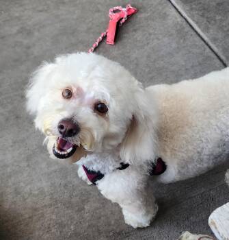 Zoey -  Bichon Frise and Poodle Dog for Adoption in Victorville, California - Zoey | PetCurious