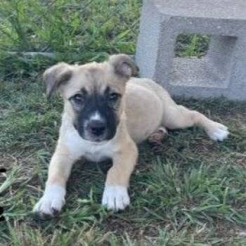Poppy -  Mixed Breed Dog for Adoption in Allentown, Pennsylvania - Poppy | PetCurious