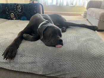 Argos (Courtesy Post) Adopt Me! -  Cane Corso Dog for Adoption in Lake Forest, California - Argos (Courtesy Post) Adopt Me! | PetCurious