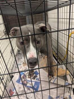 CAMBRIA -  Pit Bull Terrier and Mixed Breed Dog for Adoption in Atlanta, Georgia - CAMBRIA | PetCurious