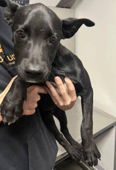 Gordo -  Great Dane and Mixed Breed Dog for Adoption in Fresno, California - Gordo | PetCurious