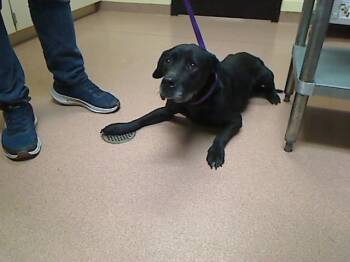 MINNIE PEARL -  Labrador Retriever and Basset Hound Dog Available for Adoption in Cookeville, Tennessee - MINNIE PEARL | PetCurious