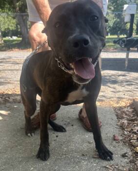 Rescue Pit Bull Terrier Dogs for Adoption in Mobile, Alabama - Beanie Baby | PetCurious