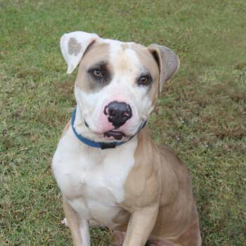 Pit Bull Terrier Dogs Available for Adoption - Motley (Smokey) | PetCurious
