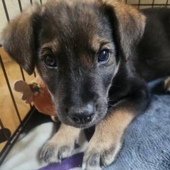Marmite -  Mixed Breed Dog for Adoption in Buffalo, Minnesota - Marmite | PetCurious