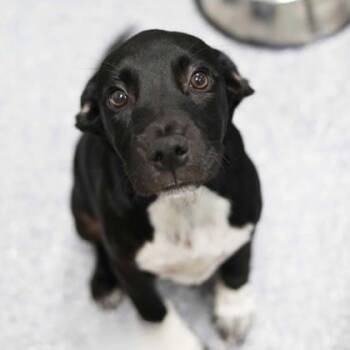 Mixed Breed Dogs Available for Adoption in Atlanta, Georgia - Fancy | PetCurious