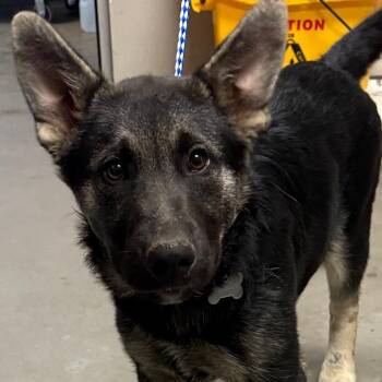 El Comandante -  German Shepherd Dog Dog for Adoption in Yuma, Arizona - El Comandante | PetCurious