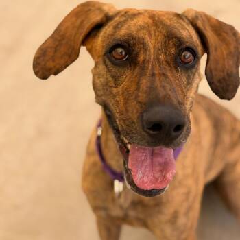 Yuri -  Catahoula Leopard Dog and Shepherd Dog for Adoption in Durango, Colorado - Yuri | PetCurious