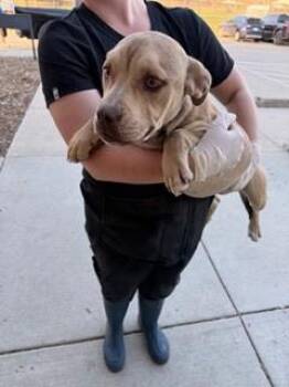 Pit Bull Terrier and Mixed Breed Dogs Available for Adoption - Marge | PetCurious