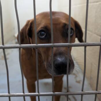 167964 LOOKING FOR OWNER -  Hound Dog for Adoption in Ravenna, Ohio - 167964 LOOKING FOR OWNER | PetCurious