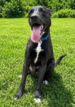 Jack -  Labrador Retriever and Mixed Breed Dog for Adoption in Palm Coast, Florida - Jack | PetCurious