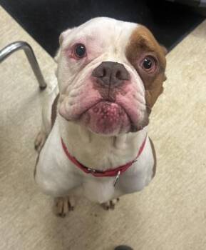 Riot -  American Bulldog and Mixed Breed Dog for Adoption in Cincinnati, Ohio - Riot | PetCurious