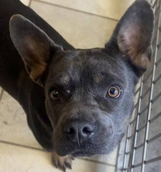 Mixed Breed Dogs Available for Adoption - Vito | PetCurious