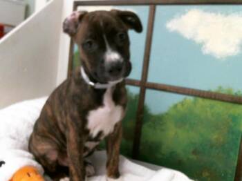 Staffordshire Bull Terrier and Mixed Breed Dogs Available for Adoption in Houston, Texas - A2070460 | PetCurious