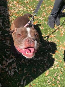 Noni (was Honey) -  English Bulldog and Mixed Breed Dog Available for Adoption in North Miami Beach, Florida - Noni (was Honey) | PetCurious