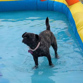 Lucie -  French Bulldog and Pug Dog for Adoption in Yuma, Arizona - Lucie | PetCurious
