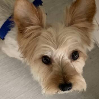 Yorkshire Terrier Dogs Available for Adoption in Portage, Michigan - Timmy | PetCurious