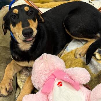 Doberman Pinscher and Mixed Breed Dogs Available for Adoption - TUNDRA | PetCurious