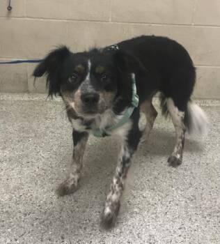 A432548 -  Australian Shepherd Dog for Adoption in Conroe, Texas - A432548 | PetCurious