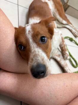 Chili -  Collie and Mixed Breed Dog for Adoption in Hampton, Virginia - Chili | PetCurious