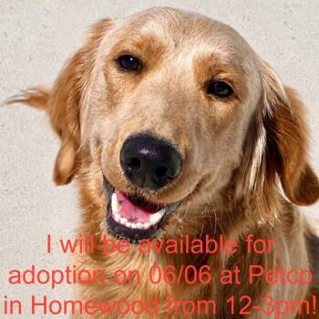 Bjorn -  Golden Retriever and Poodle Dog for Adoption in Matteson, Illinois - Bjorn | PetCurious
