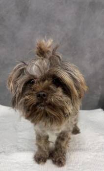 Shih Tzu Dogs Available for Adoption in Portland, Maine - Nutmeg | PetCurious