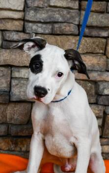 Spot -  Pit Bull Terrier and Mixed Breed Dog for Adoption in Yakima, Washington - Spot | PetCurious